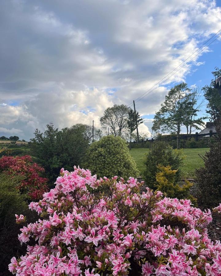 Dans Wee Cottage Slieve Croob Dromara Castlewellan Newcastle Esterno foto